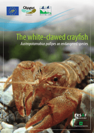 The white-clawed crayfish