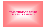 6_Manipolazione genetica cellule animali