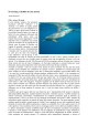 Il Tursiope, il delfino di casa nostra