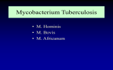 Mycobacterium Tuberculosis - Corso di Laurea in Infermieristica