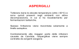 aspergilli - Microbiologia TorVergata