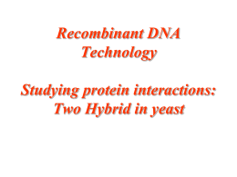 yeast two-hybrid assay