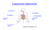L`apparato digerente (Marotta Gabriele 3D )