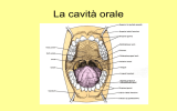 La cavità orale: funzioni