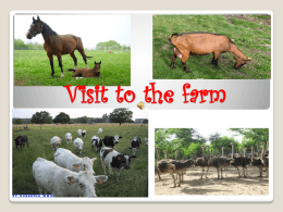 La visita alla fattoria
