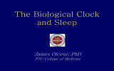 The Biological Clock  James Olcese, PhD FSU College of Medicine