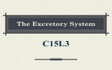 C15L3 The Excretory System