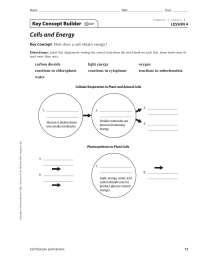 Cells and Energy Key Concept Builder