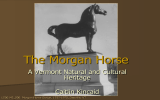 The Morgan Horse A Vermont Natural and Cultural Heritage Caitlin Kincaid