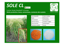 Sole CL - Sapise