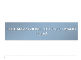 L`ORGANIZZAZIONE DEL CORPO UMANO