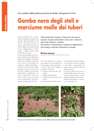 Gamba nera degli steli e marciume molle dei tuberi