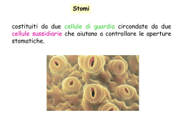 lezioni gruppo 5 stomi e regolazione stomatica