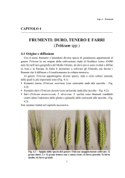 FRUMENTI: DURO, TENERO E FARRI (Triticum spp.)