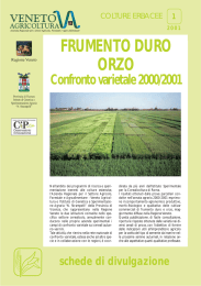 Frumento duro e orzo - Provincia di Vicenza