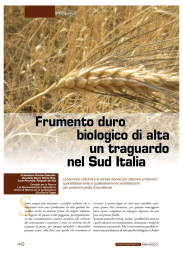 Frumento duro di alta qualit&agrave; un traguardo per il Sud Italia