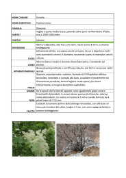 SCHEDA BOTANICA orniello