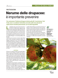 Nerume delle drupacee: è importante prevenire