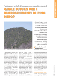 quale futuro per i rimboschimenti di pino nero?