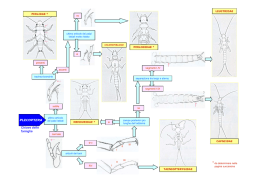 Chiave gruppi macroinvertebrati