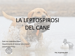 la leptospirosi del cane - Dipartimento di Scienze Veterinarie