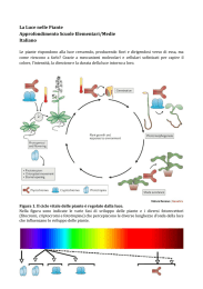 La Luce nelle Piante