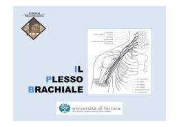 IL PLESSO BRACHIALE