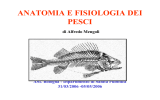 anatomia e fisiologia dei pesci