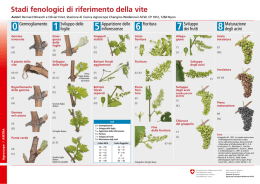 Stadi fenologici di riferimento della vite