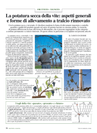 La potatura secca della vite