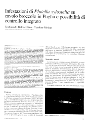 Infestazioni di Plutella xylostella su cavolo broccolo in