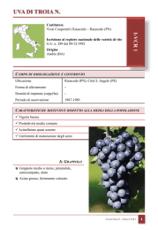 VCR 1 - Registro Nazionale delle Varietà di Vite