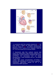 • La contrazione delle fibre cardiache dipende dal Ca 2+ che entra