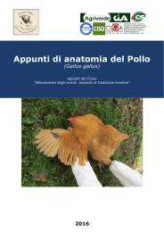 Appunti di anatomia del Pollo