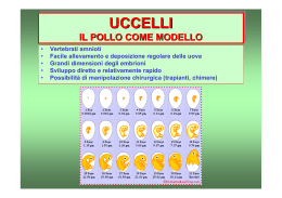 Uccelli 09