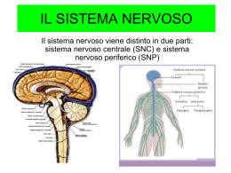 il sistema nervoso