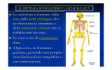 Lo scheletro è formato dalle ossa, dalle parti cartilaginee che ne
