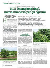 HLB (huanglongbing), nuova minaccia per gli agrumi