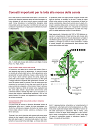 Concetti importanti per la lotta alla mosca della carota