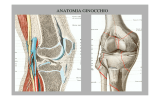 anatomia ginocchio - Dott. Marco Auliso