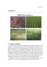 RISO (Oryza sativa L.) - Università degli Studi della Basilicata