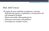 Mal dell`esca