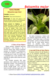 Balsamita major - Piante spontanee in cucina.info