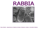 Rabbia File - E