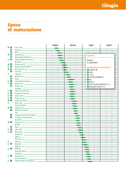 Epoca di maturazione Ciliegio