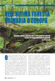 nell`ultima foresta primaria d`europa