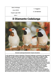 Il Diamante Codalunga 2 - Allevamento del diamante Codalunga