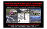 Flora e fauna dei rock glaciers e dei debris