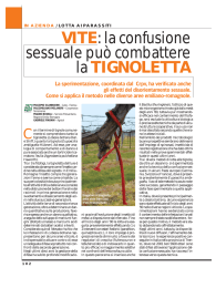 VITE: la confusione sessuale pu&ograve; combattere la TIGNOLETTA