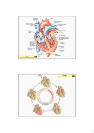 Col 04) Sistema di conduzione cardiaco